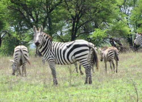 2 DAYS 1 NIGHT AMBOSELI