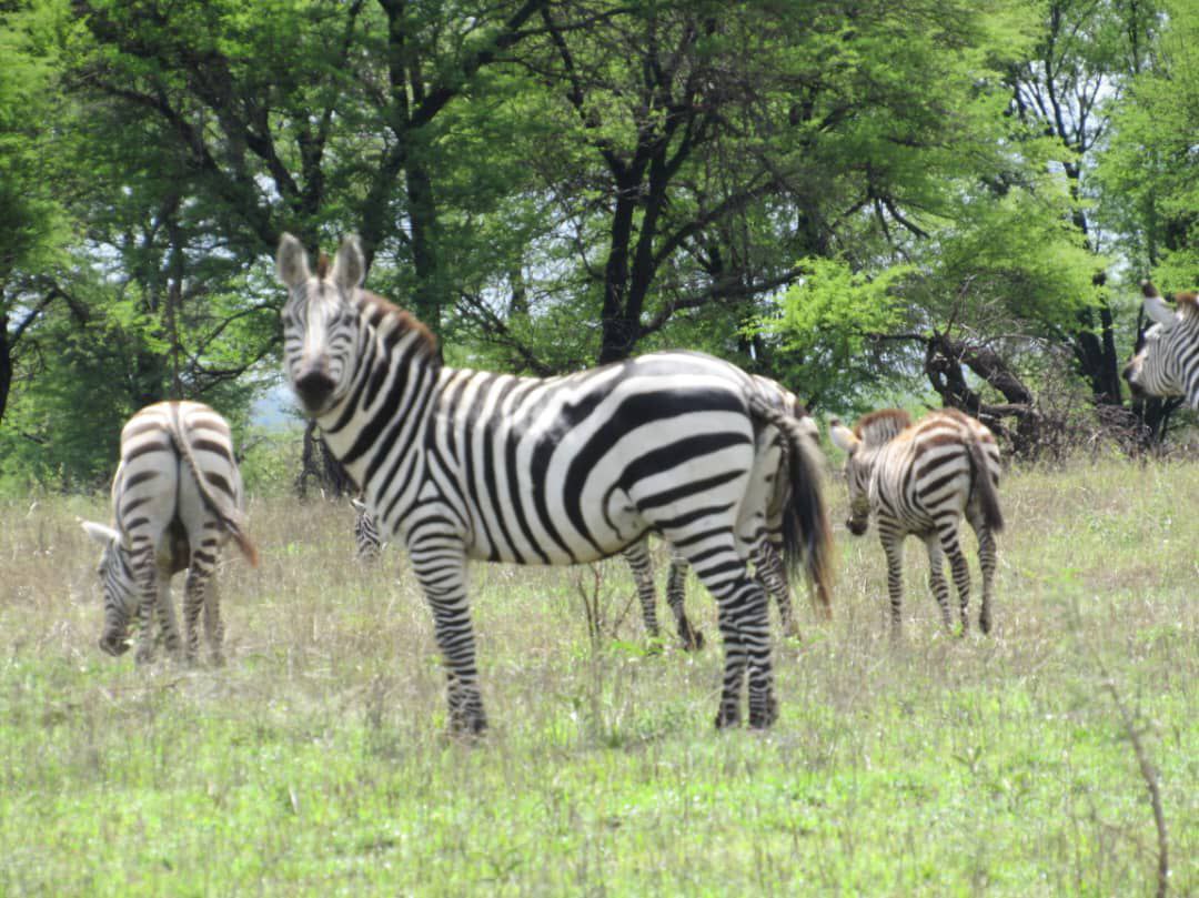 2 DAYS 1 NIGHT AMBOSELI