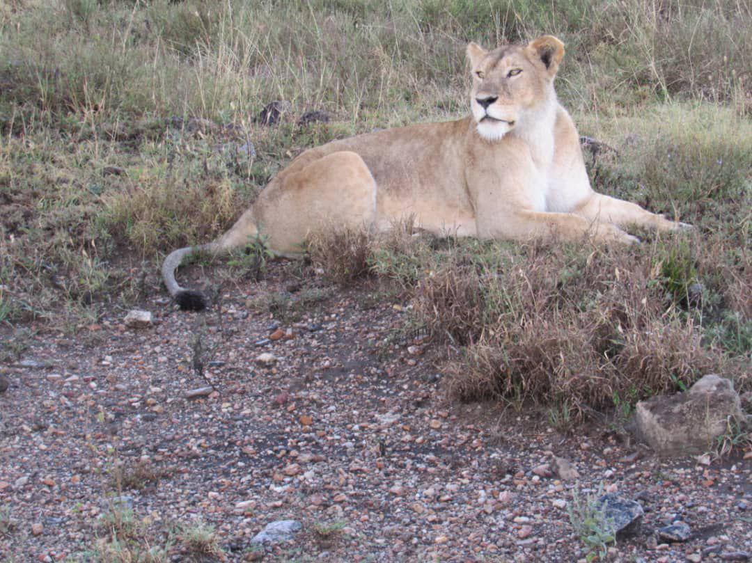 5 DAYS 4 NIGHTS LAKE NAIVASHA, LAKE NAKURU MAASAI MARA SAFARI PACKAGE