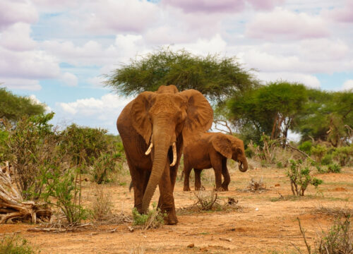 Tsavo